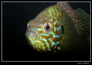 face à face with a beautiful pumkinseed sunfish :-D by Daniel Strub 